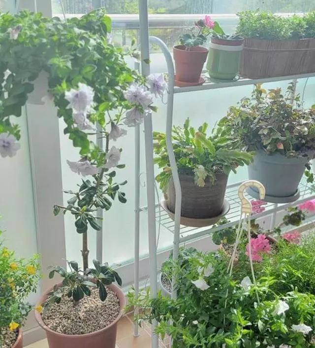 [네이버브랜드스토어 리뷰] 화분 정리대로 사용하고 있는데 제법 무거운
