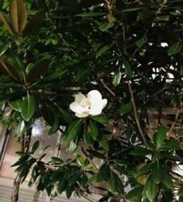 [네이버브랜드스토어 리뷰] 살짝 약하긴 한데 옷 거는 용도라 만족해요
