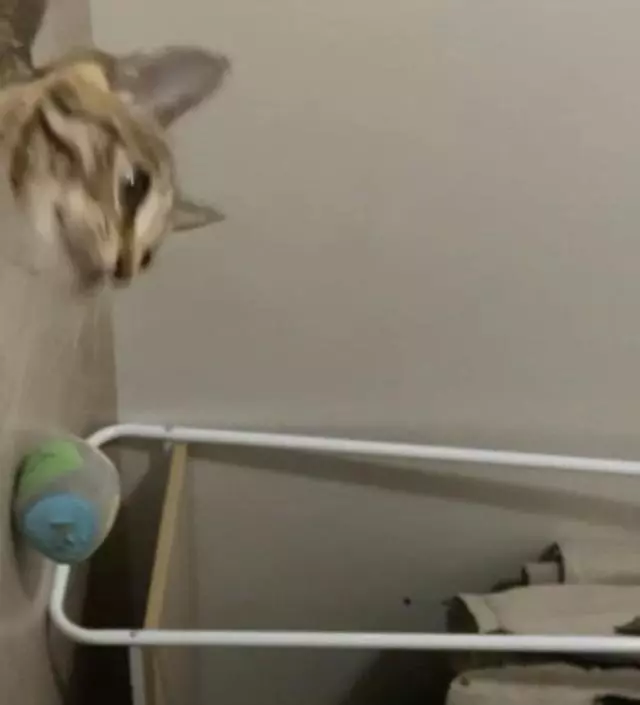 [네이버브랜드스토어 리뷰] 배송도 빠르고 서브행거로 샀는데 딱이에요