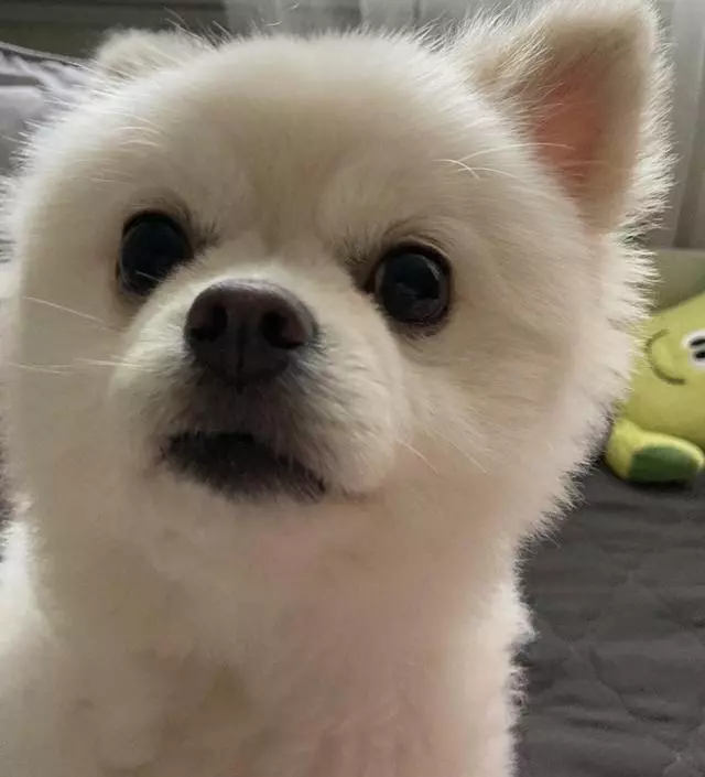 [네이버브랜드스토어 리뷰] 인테리어에 최고에요 저희집 강쥐도 좋아해요