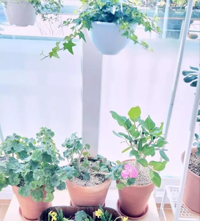 [네이버브랜드스토어 리뷰] 베란다 화분정리대로 이용 하려고
