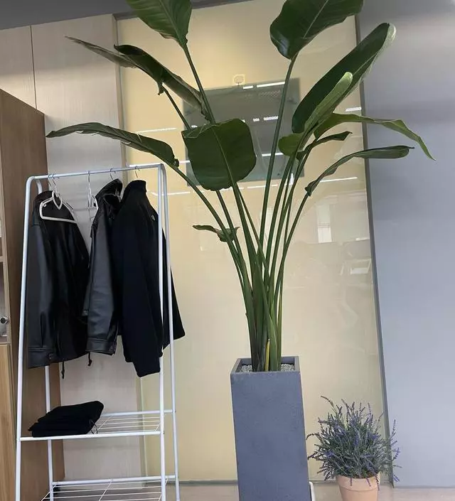 [네이버브랜드스토어 리뷰] 회사 한켠에 남는 자리에 직원용 행거 두려고 구매했습니다. 감성도 채우고 간편하고 아