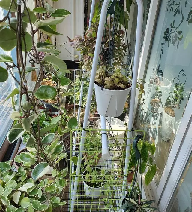 [네이버브랜드스토어 리뷰] 저는 화분 행거로 사용하려고 구입했어요^^;
