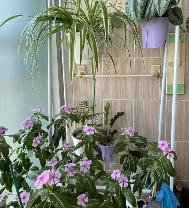 [네이버브랜드스토어 리뷰] 행잉 화분 걸이대로 사용해 봤는데 작아서 본래 용도인 옷걸이로 사용하는 게 가장 잘 