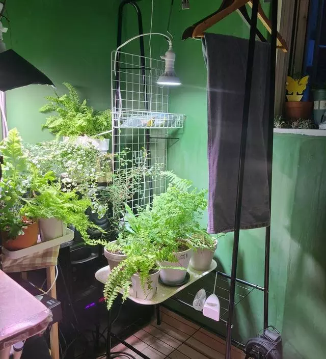 [네이버브랜드스토어 리뷰] 식테리어하는데 행잉식물이랑 선반으로 쓰려고 구매했는데 가운데는 좀 약한대신 대 부