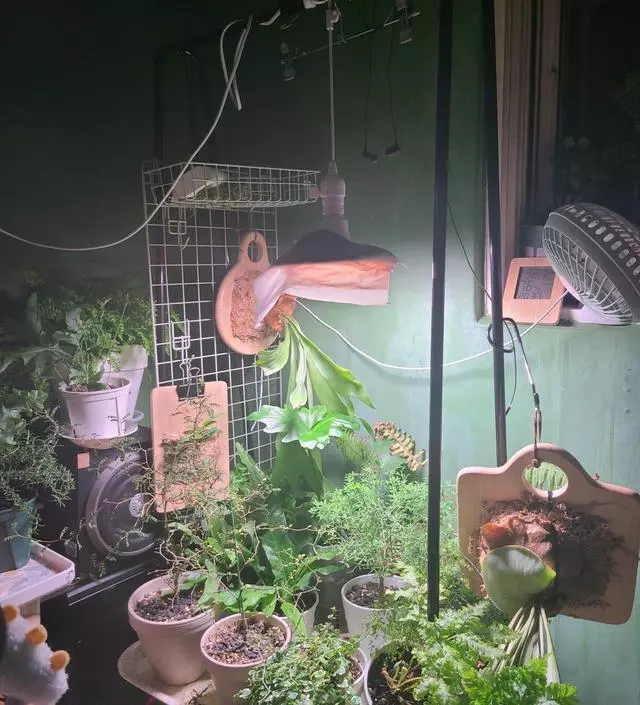 [네이버브랜드스토어 리뷰] 식물 잘 기르고 있습니다 다만 양측 프레임이랑 위는 견고한데 나머지는 철사가 좀 부실