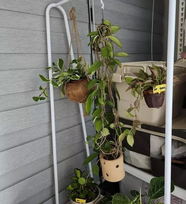 [네이버브랜드스토어 리뷰] 식물걸이용으로 쓰려고 주문햇는데 좋아요