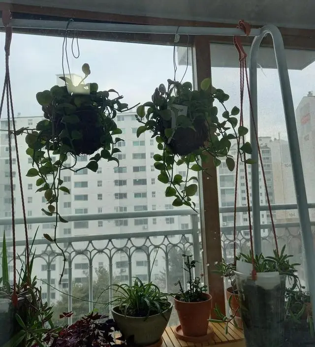 [네이버브랜드스토어 리뷰] 화분 행거로 사용할려고