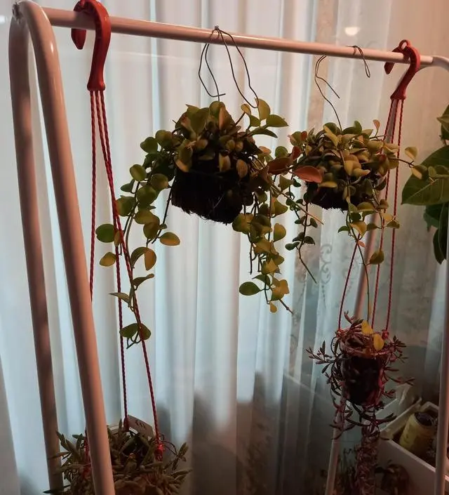 [네이버브랜드스토어 리뷰] 행잉식물 거처하고 있어요