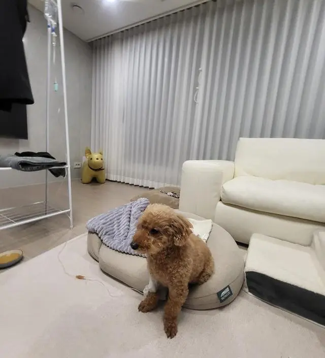 [네이버브랜드스토어 리뷰] 애들방에 점퍼걸라고 주문함
